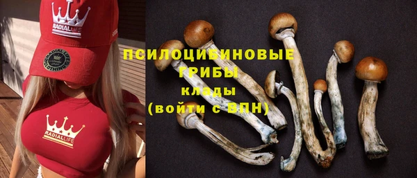 прущие грибы Дмитриев